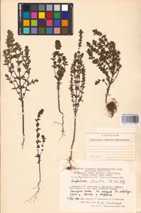 MHA 0 161 788, Euphrasia stricta J.P.Wolff ex J.F.Lehm., Eastern Europe, Lithuania (E2a) (Lithuania)