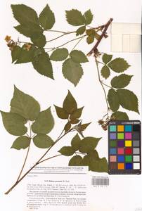 Rubus nessensis Hall, Eastern Europe, Central region (E4) (Russia)