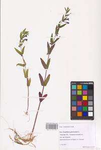 MHA 0 155 376, Scutellaria galericulata L., Eastern Europe, North-Western region (E2) (Russia)