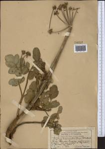 Angelica brevicaulis (Rupr.) B. Fedtsch., Middle Asia, Western Tian Shan & Karatau (M3) (Kazakhstan)