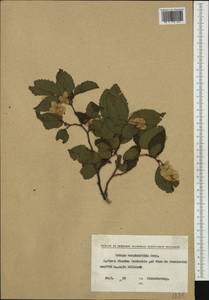 Ostrya carpinifolia Scop., Western Europe (EUR) (Bulgaria)