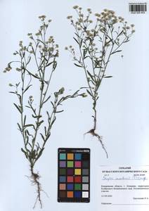 Erigeron canadensis L., Siberia, Altai & Sayany Mountains (S2) (Russia)