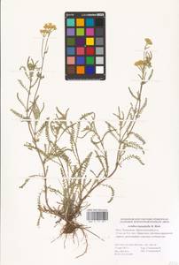 Achillea leptophylla M. Bieb., Eastern Europe, Lower Volga region (E9) (Russia)