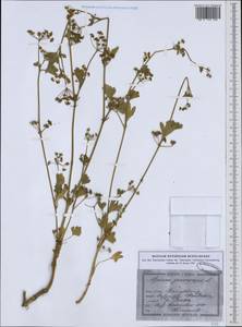 Apium graveolens L., Western Europe (EUR) (Germany)