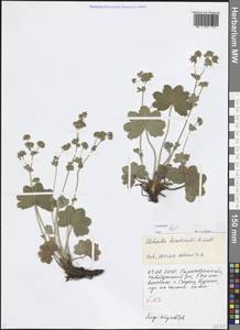 Alchemilla hirsuticaulis H.Lindb., Eastern Europe, Lower Volga region (E9) (Russia)