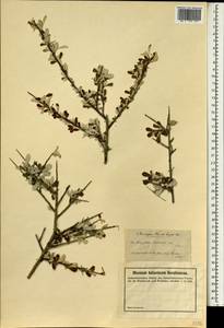 Prunus argentea (Lam.) Rehder, South Asia, South Asia (Asia outside ex-Soviet states and Mongolia) (ASIA) (Turkey)