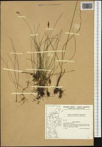 Carex pulicaris L., Western Europe (EUR) (Denmark)
