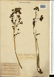 Euphorbia oblongifolia (K.Koch) K.Koch, Caucasus, Abkhazia (K4a) (Abkhazia)