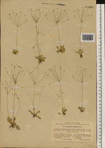 Androsace filiformis Retz., Eastern Europe, North-Western region (E2) (Russia)