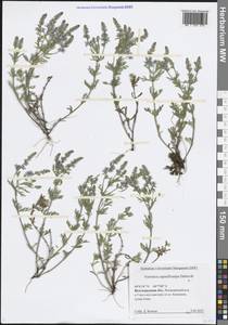 Veronica capsellicarpa Dubovik, Eastern Europe, Lower Volga region (E9) (Russia)