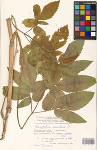 Chaerophyllum aromaticum L., Eastern Europe, Moscow region (E4a) (Russia)