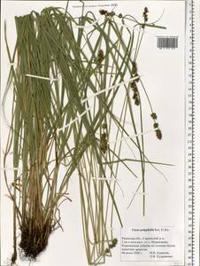 Carex polyphylla, Eastern Europe, Central region (E4) (Russia)