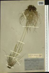 Koeleria macrantha (Ledeb.) Schult., Siberia, Yakutia (S5) (Russia)