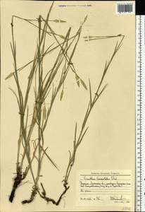 Dianthus pallens M. Bieb., Eastern Europe, North Ukrainian region (E11) (Ukraine)