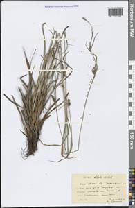 Carex diluta M.Bieb., Eastern Europe, Central forest-and-steppe region (E6) (Russia)