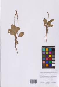 Plantago major L., Eastern Europe, Moscow region (E4a) (Russia)