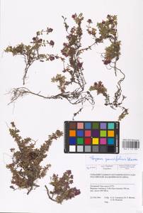MHA 0 157 390, Thymus talijevii subsp. paucifolius (Klokov) P.A.Schmidt, Siberia, Western Siberia (S1) (Russia)