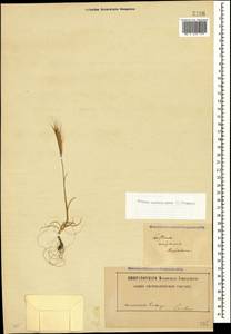 Vulpia fasciculata (Forssk.) Samp., Caucasus, Abkhazia (K4a) (Abkhazia)