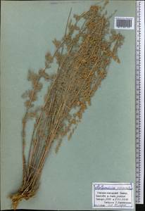Artemisia persica Boiss., Middle Asia, Pamir & Pamiro-Alai (M2)