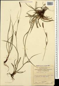 Carex diluta M.Bieb., Caucasus, Azerbaijan (K6) (Azerbaijan)