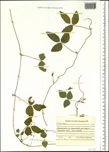 Codonopsis, Siberia, Russian Far East (S6) (Russia)