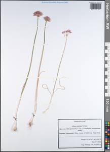 Allium rubellum M.Bieb., Caucasus, Dagestan (K2) (Russia)