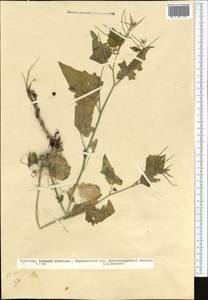 Alliaria petiolata (M.Bieb.) Cavara & Grande, Middle Asia, Kopet Dag, Badkhyz, Small & Great Balkhan (M1) (Turkmenistan)