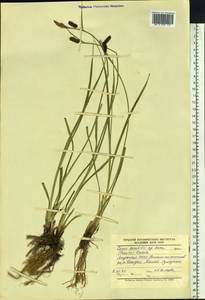 Carex saxatilis L., Siberia, Yakutia (S5) (Russia)