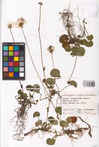 Homogyne alpina (L.) Cass., Eastern Europe, West Ukrainian region (E13) (Ukraine)