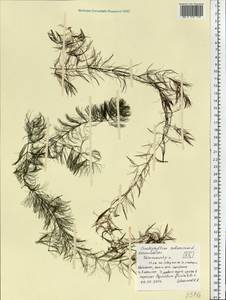 Ceratophyllum submersum L., Eastern Europe, Central region (E4) (Russia)
