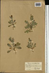 Glaucium corniculatum (L.) Rudolph, Eastern Europe, Lower Volga region (E9) (Russia)