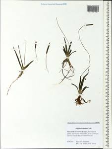 Sagittaria natans Pall., Eastern Europe, Northern region (E1) (Russia)