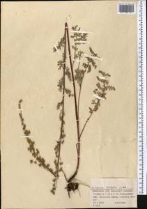 Artemisia latifolia Ledeb., Middle Asia, Muyunkumy, Balkhash & Betpak-Dala (M9) (Kazakhstan)