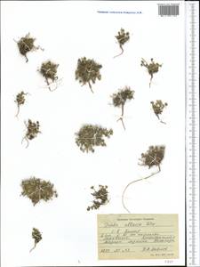 Draba altaica (C. A. Mey.) Bunge, Middle Asia, Pamir & Pamiro-Alai (M2) (Tajikistan)