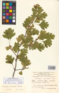 Crataegus rhipidophylla Gand., Eastern Europe, Western region (E3) (Russia)