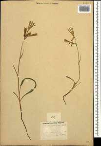 Ixiolirion tataricum var. tataricum, Caucasus, Azerbaijan (K6) (Azerbaijan)