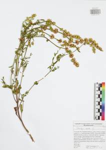 Stachys recta L., Eastern Europe, Central region (E4) (Russia)