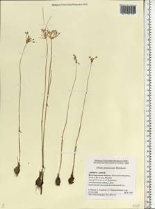 Allium praescissum Rchb., Eastern Europe, Lower Volga region (E9) (Russia)