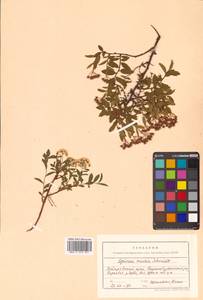 Spiraea media Schmidt, Siberia, Russian Far East (S6) (Russia)