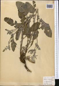 Jacobaea renardii (C. Winkl.) B. Nord., Middle Asia, Pamir & Pamiro-Alai (M2) (Kyrgyzstan)