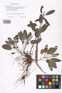 MHA 0 006 942, Veronica incana L., Eastern Europe, Central region (E4) (Russia)