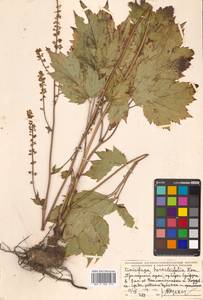 Actaea heracleifolia (Kom.) Compton, Siberia, Russian Far East (S6) (Russia)