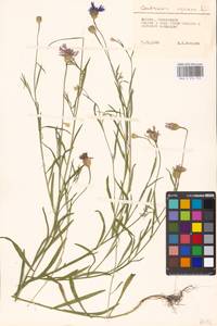 Centaurea cyanus L., Eastern Europe, Moscow region (E4a) (Russia)