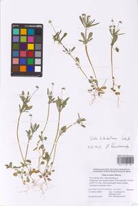 Viola kitaibeliana Schult., Eastern Europe, Rostov Oblast (E12a) (Russia)