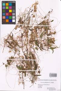 Cuscuta epithymum (L.) L., Eastern Europe, Western region (E3) (Russia)