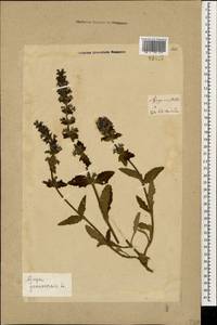 Ajuga genevensis L., Caucasus, Georgia (K4) (Georgia)