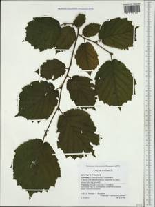 Corylus avellana L., Western Europe (EUR) (Germany)