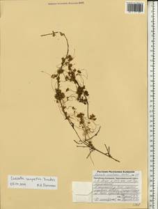 Cuscuta australis subsp. cesatiana (Bertol.) Maire, Eastern Europe, Lower Volga region (E9) (Russia)