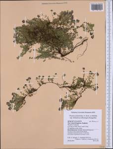 Thymus praecox subsp. polytrichus (A.Kern. ex Borbás) Jalas, Western Europe (EUR) (United Kingdom)