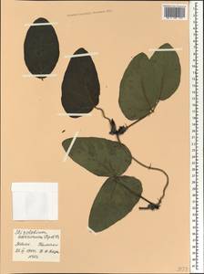 Mucuna pruriens var. utilis (Wall. ex Wight)L.H.Bailey, Africa (AFR) (Mali)